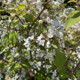 Deutzia setchuenensis Corymbiflora