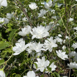Philadelphus Frosty Morn