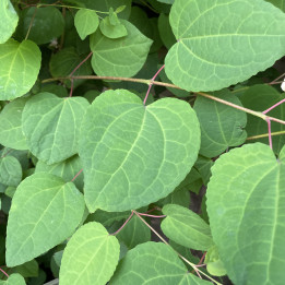 Cercidiphyllum japonicum