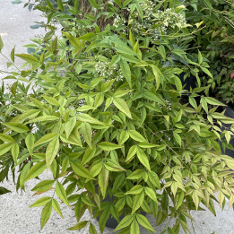 Nandina domestica