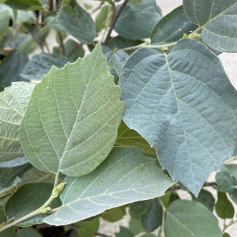 Fothergilla major Blue Shadow Fothergilla major Blue Shadow
