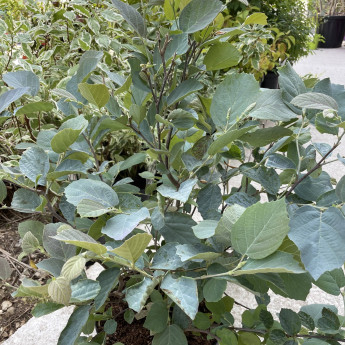 Fothergilla major Blue Shadow Fothergilla major Blue Shadow