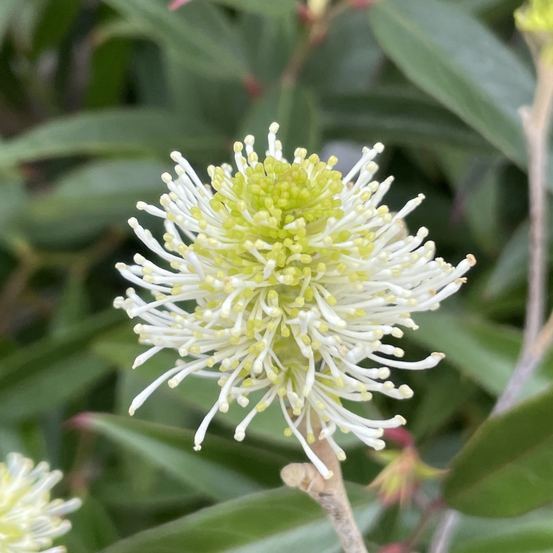 Fothergilla major Blue Shadow Fothergilla major Blue Shadow