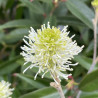 Fothergilla major Blue Shadow