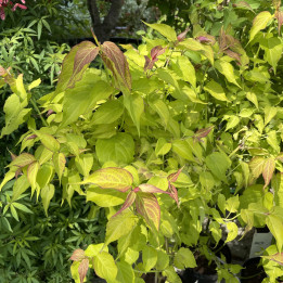 Leycesteria formosa Golden Lantern