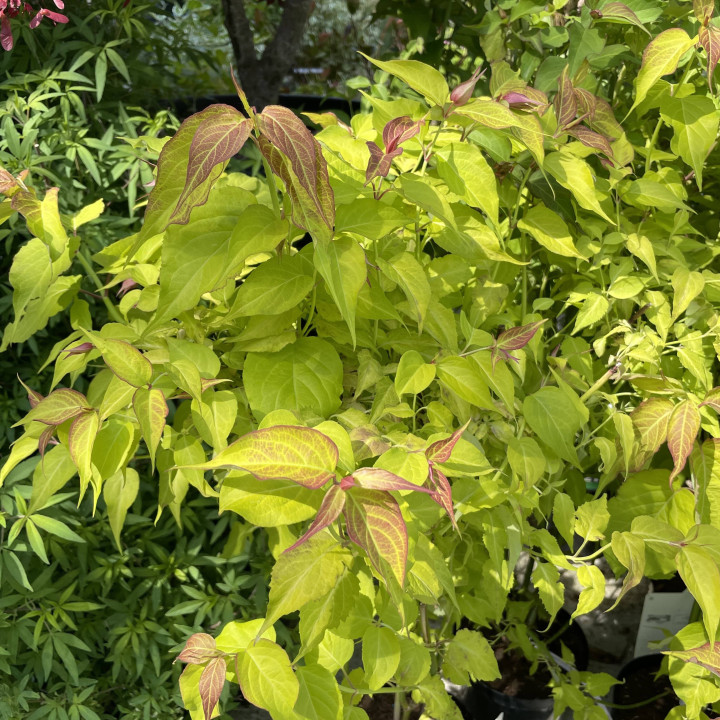 Leycesteria formosa Golden Lantern