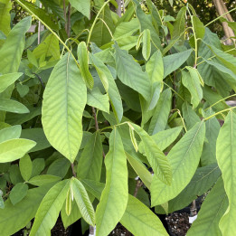 Asimina triloba Sunflower
