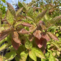 Weigela Wings of Fire