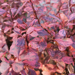Berberis thunbergii Inspiration