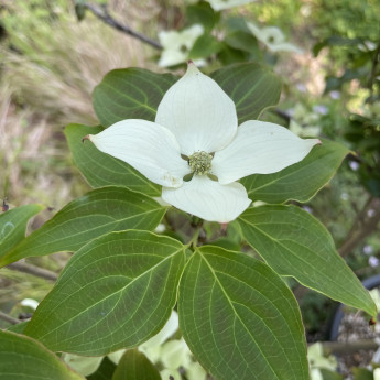 Cornus kousa Schmetterling Cornus kousa Schmetterling