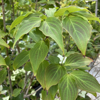 Cornus kousa Schmetterling Cornus kousa Schmetterling