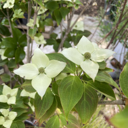 Cornus kousa Schmetterling