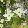Cornus kousa Schmetterling