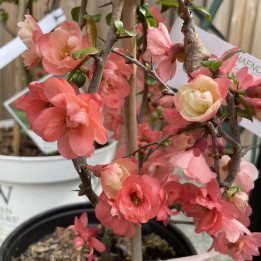 Chaenomeles speciosa Falconnet Charlet