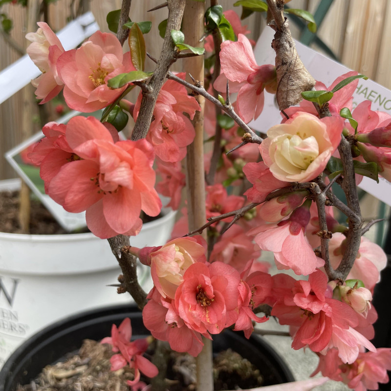Chaenomeles speciosa Falconnet Charlet