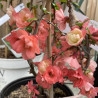 Chaenomeles speciosa Falconnet Charlet