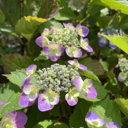Hydrangea serrata Blueberry Cheesecake