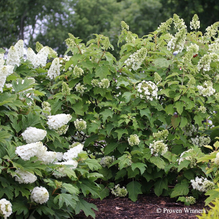 Hydrangea quercifolia Gatsby Star