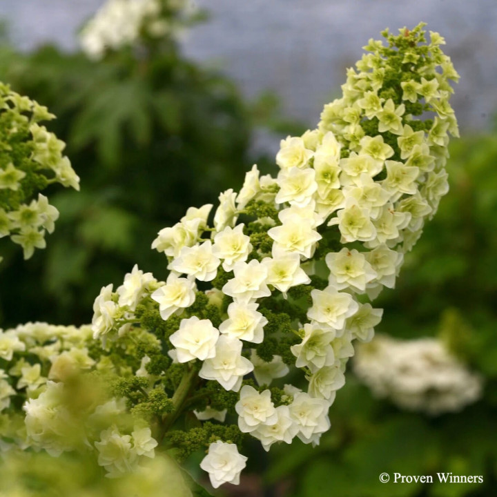 Hydrangea quercifolia Gatsby Star