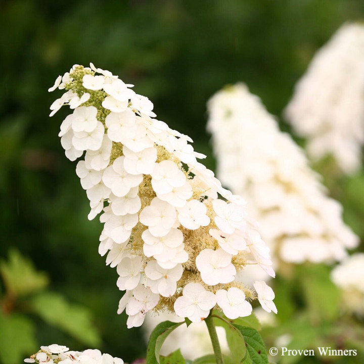 Hydrangea quercifolia Gatsby Girl