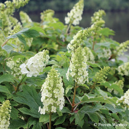 Hydrangea quercifolia Gatsby Girl