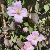 Clematis montana Mayleen