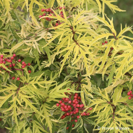 Sambucus racemosa Lemony Lace