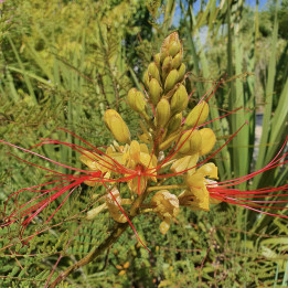 Caesalpinia gilliesii