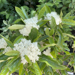 Viburnum nudum Brandywine