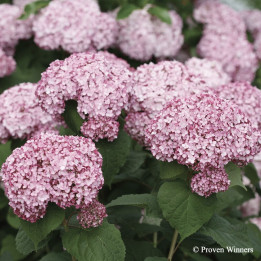 Hydrangea arborescens Sweet Annabelle