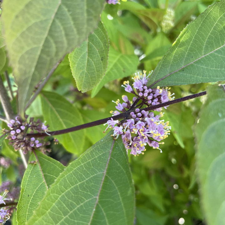 Callicarpa bodinieri Profusion