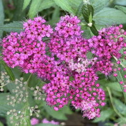 Spiraea japonica Anthony Waterer
