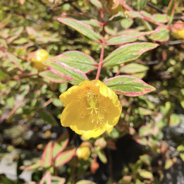 Hypericum moserianum Tricolor