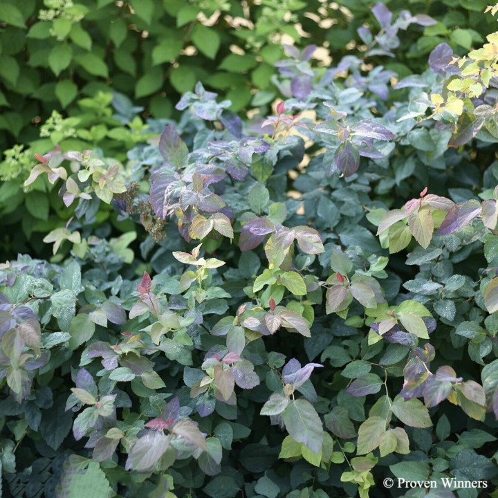 Spiraea japonica Double Blue Kazoo