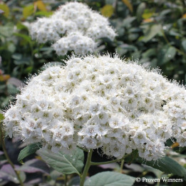 Spiraea japonica Double Blue Kazoo