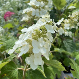 Hydrangea quercifolia Gatsby Star