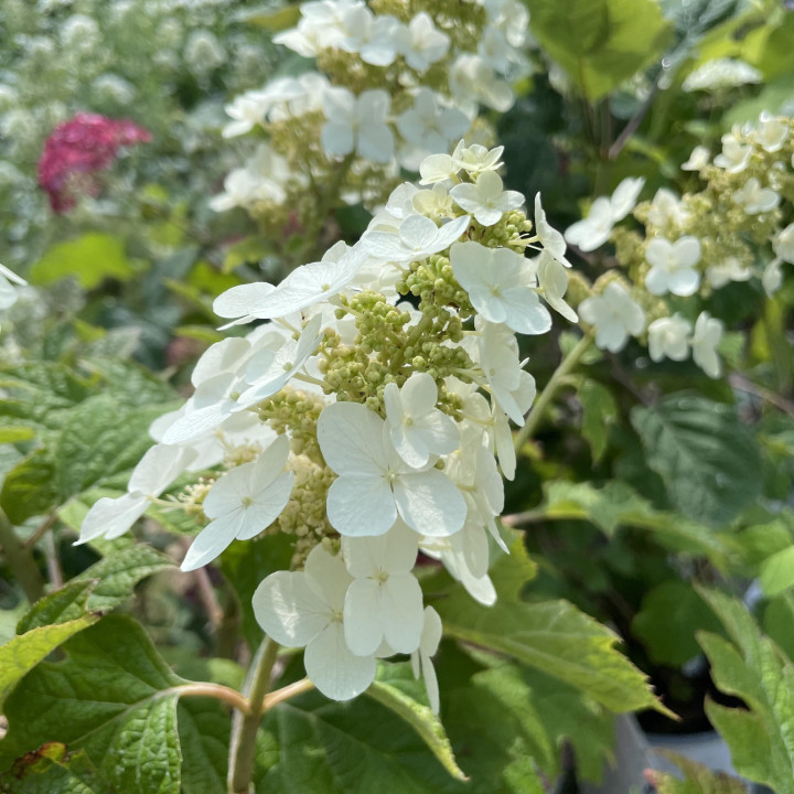 Hydrangea quercifolia Gatsby Star