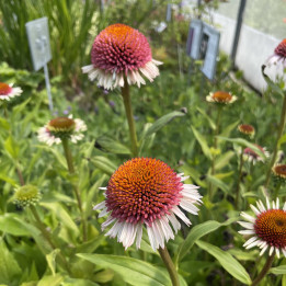 Echinacea purpurea Strawberry and Cream