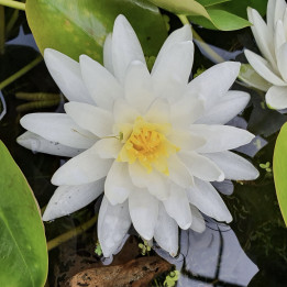 Nymphaea Perry's Double White