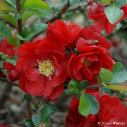 Chaenomeles speciosa Scarlet Storm