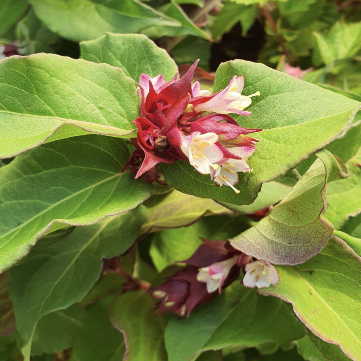 Leycesteria formosa Purple Rain