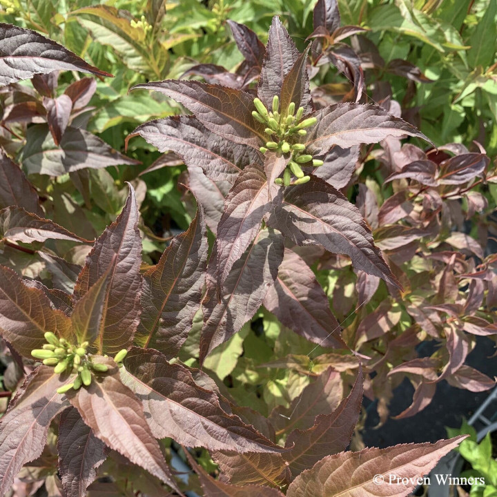 Diervilla Kodiak Red