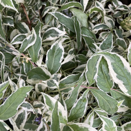 Diervilla sessilifolia Cool Splash