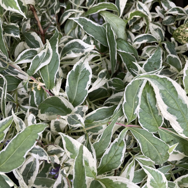 Diervilla sessilifolia Cool Splash