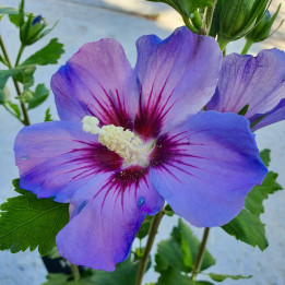 Grosse fleur d'Hibiscus syriacus Oiseau Bleu