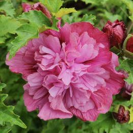 Hibiscus syriacus Kakapo