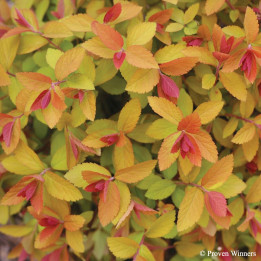 Spiraea Double Play Big Bang