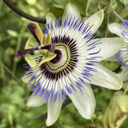 Passiflora caerulea