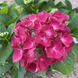 Hydrangea macrophylla Hot Red