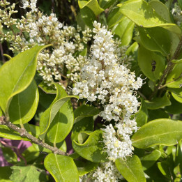 Ligustrum japonicum Texanum
